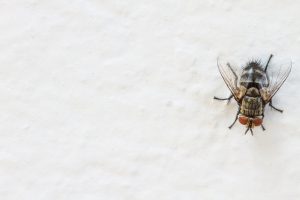 close up Blow fly carrion fly bluebottles greenbottles or cluster fly on white wall