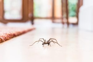 avoid spiders in your business