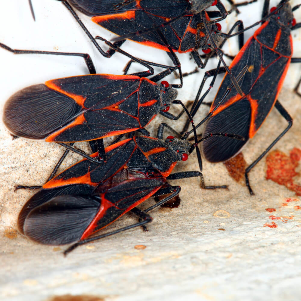 Boxelder-Bug-Pest-Control-Services-oregon