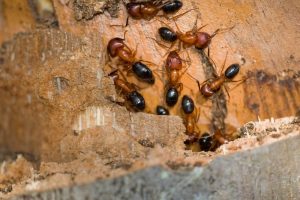 carpenter-ants-services