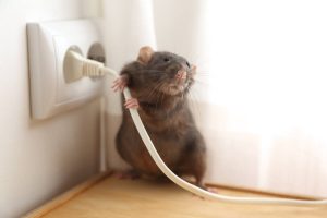 mice-near-the-electrical-plug