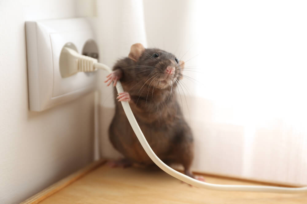 mice-near-the-electrical-plug