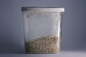 Small caterpillars infest pantry container of rice