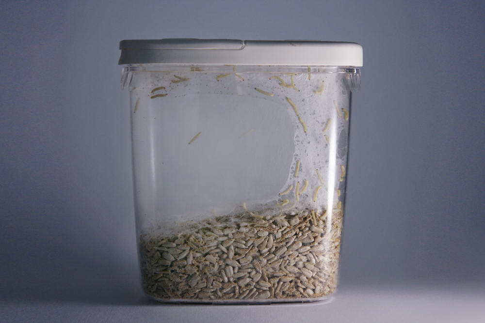 Small caterpillars infest pantry container of rice