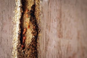 Termites damage wood beam