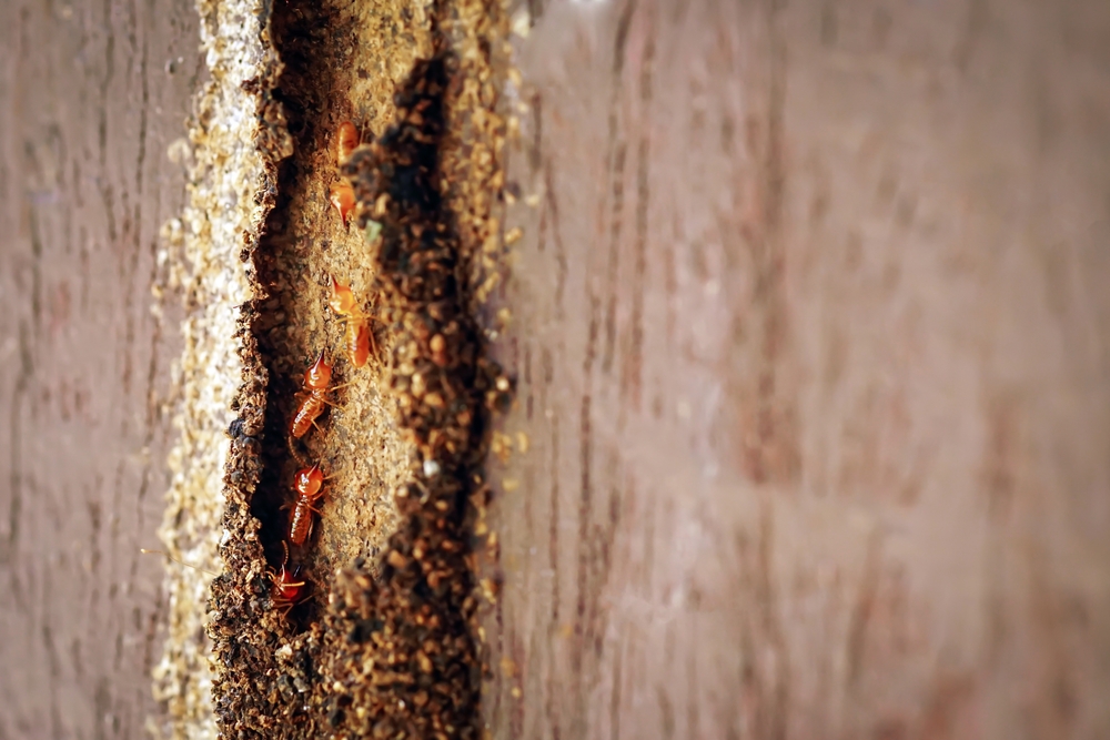 Termites damage wood beam