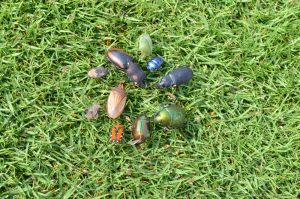 Types of bugs and pests