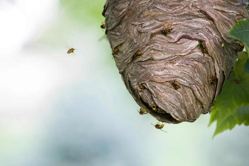Yellowjacket wasps nest