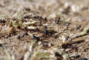 ants arranging nests
