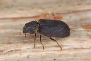 Hadrobregmus pertinax is a species of wood boring beetle from the family Anobiidae. Beetle on wood.