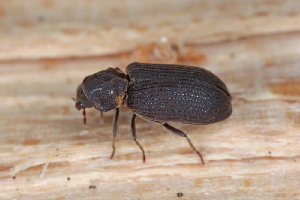 Hadrobregmus pertinax is a species of wood boring beetle from the family Anobiidae. Beetle on wood.
