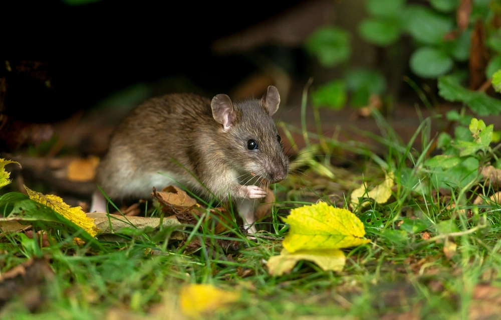Close up of a wild brown rat in Autumn foraging and eating seeds in natural woodland habitat. Facing right. Horizontal. Copy space. Scientific name: Rattus norvegicus.