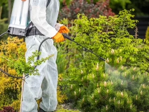 Professional Gardener in Safety Uniform Spraying Pesticides on Plants Using Pump Sprayer.