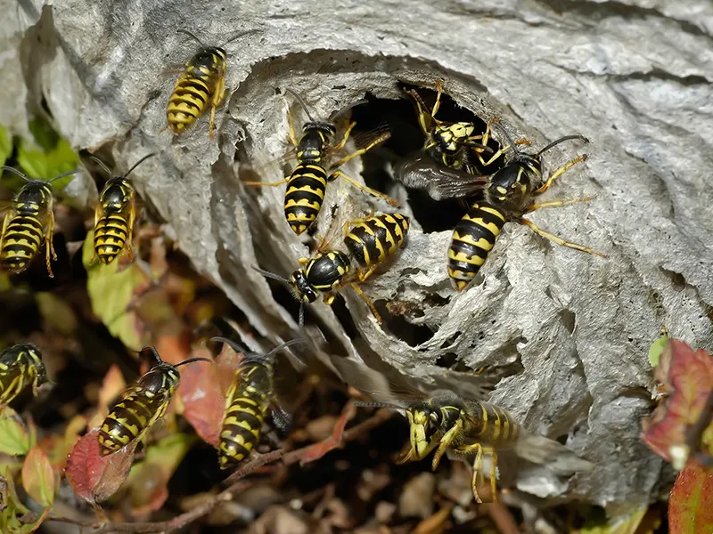 Yellowjacket wasps Bee hive with worker bees flying into and out of the nest