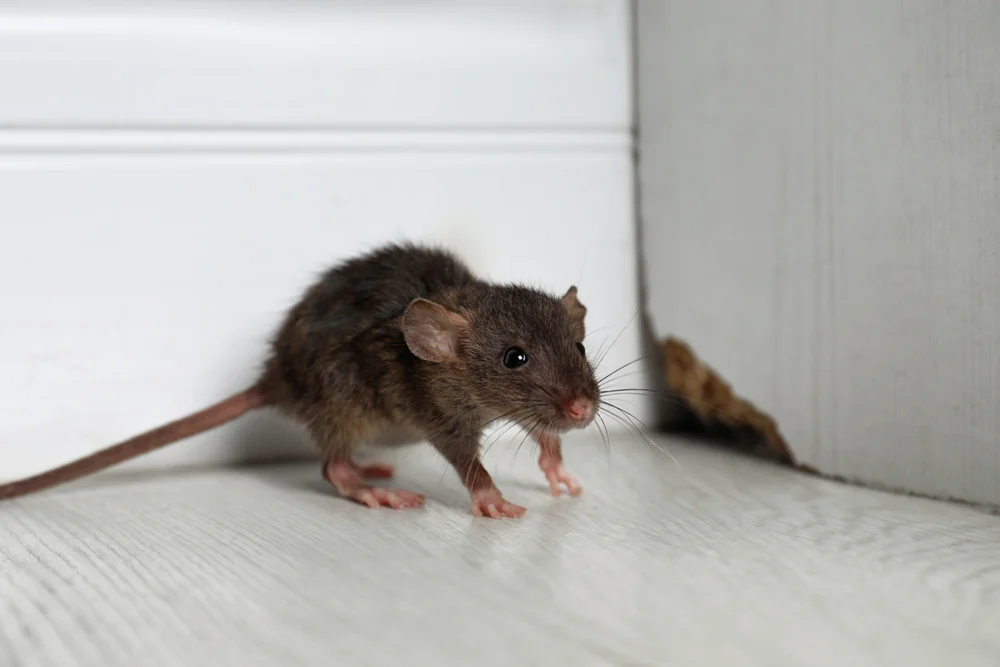 Grey rat near wooden wall on floor. The wall shows rodent damage.