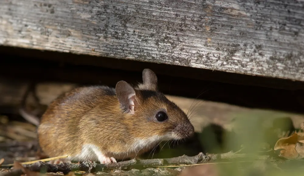 A mouse on top of wood extreme close-up.