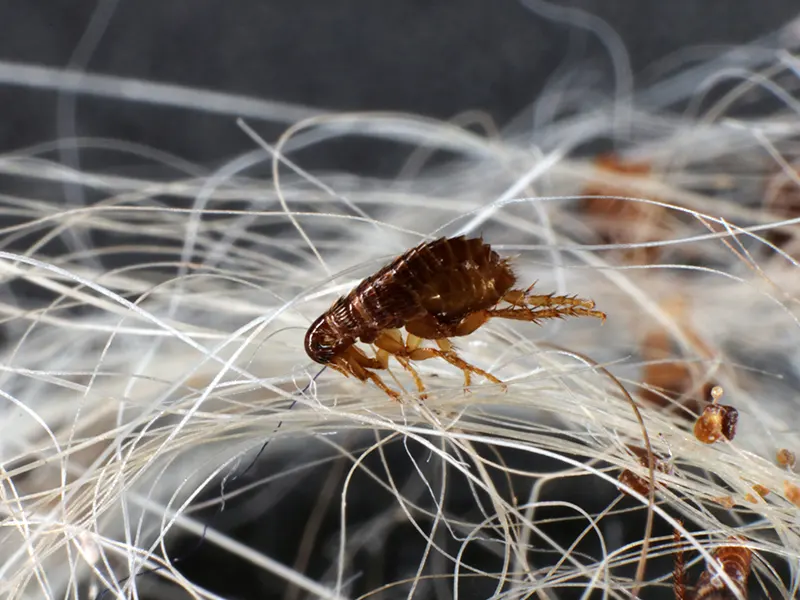 Dog fleas (Ctenocephalides canis (Curtis, 1826)) in a dog's hair clump