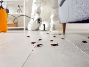 Pest control exterminating roaches inside the house. Professional exterminator in protective suit spraying insecticide from yellow sprayer bottle over cockroaches crawling on floor under sofa at home