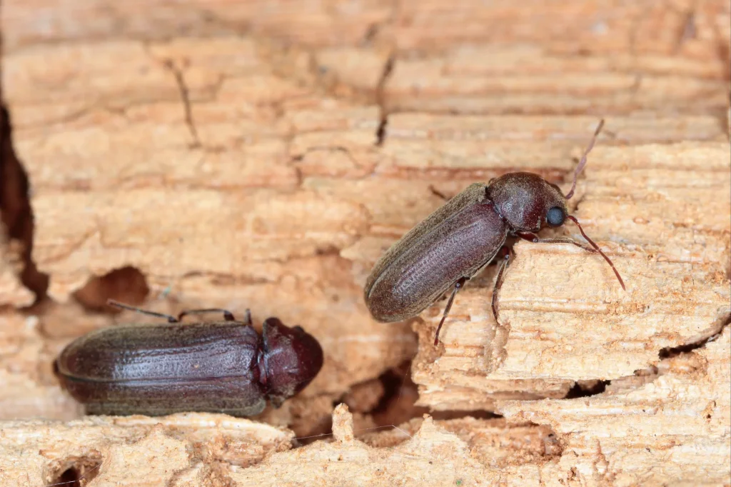 Woodboring beetle, wood borer, anobiidae on damaged wood, extreme close-up